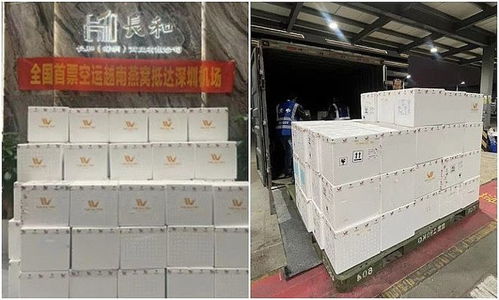 繼越南榴蓮在中國熱賣后,首批越南燕窩又來了,今年春節國人有口福了